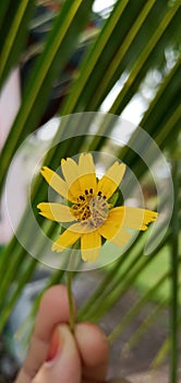 Yellow Flower in the blurb background photo