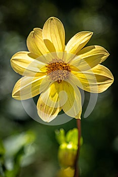 A yellow flower on a blurry background, taken in close-up