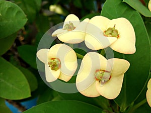 Yellow flower bouquet of Euphorbia milii, Christ thorn, Crown of thorns