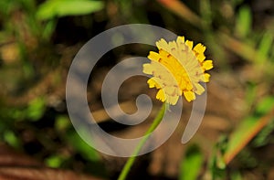 Yellow flower of Bristly oxtongue, Helminthotheca echioides photo
