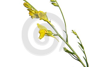 Yellow flower of Broomleaf or broom-leaved toadflax isolated on white, Linaria genistifolia