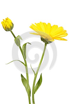 Yellow flower and bud of calendula