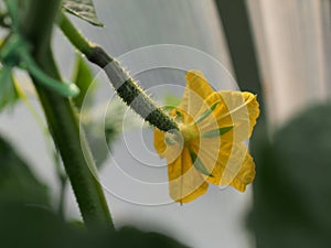 Yellow flower Bud of a cucumber with the ovary. Olericulture. Agriculture