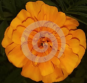 yellow flower bud exposed in sao paulo photo