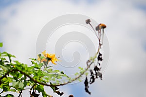 Yellow flower & bud