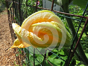 Yellow Flower Bud in a Summer Garden