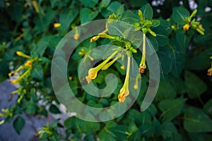 Yellow flower buds