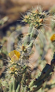 Yellow flower and buds of the buckhorn cholla