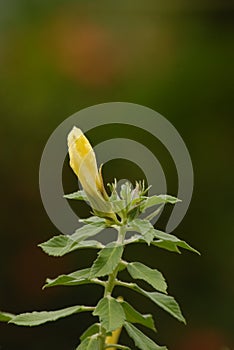A yellow flower buds close up with out of focus soft background