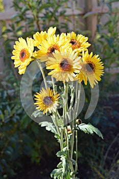 Yellow Flower Bunch in Garden