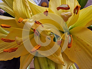 Yellow Flower bunch. Petals, Stamens and pistil macro. Lily photo.