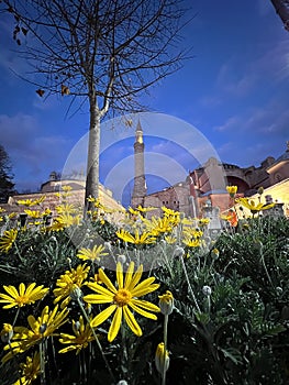Yellow flower bush in the night with blur Hagia Sophia background