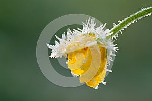 Yellow flower of a buttercup is covered with hoarfrost