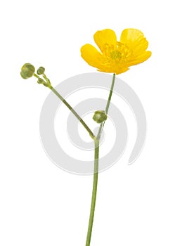 Yellow flower of  Buttercup isolated on white background. Ranunculus Acris. Selective focus