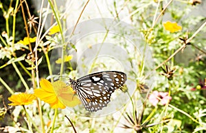 Yellow flower with butterfly