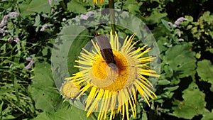 Yellow flower and butterfly, Flower elecampane,