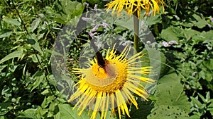 Yellow flower and butterfly, Flower elecampane,