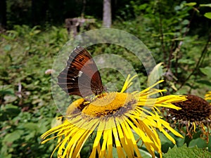 Yellow flower and butterfly, Flower elecampane,