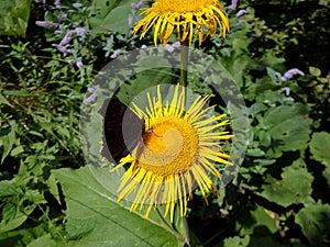 Yellow flower and butterfly, Flower elecampane,