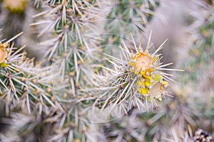 Yellow flower cactus