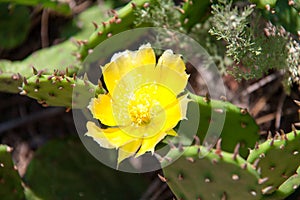 Yellow flower of a cactus in park close-up