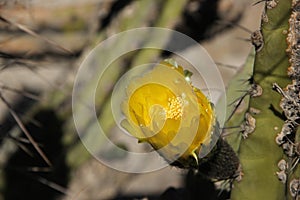 The yellow flower of a Cactus