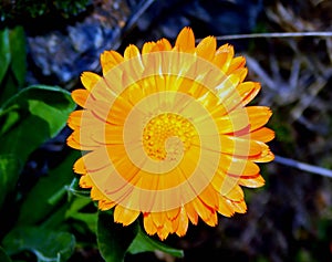 yellow flower of calÃ©ndula on a macro photo