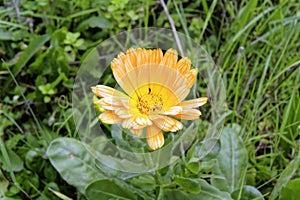 Yellow flower called calendula with insects among the pistils