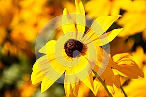 Yellow flower