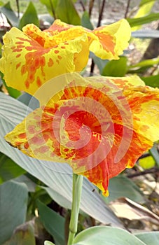 Yellow flower of canna.With green plant and green leaf.