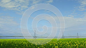 Yellow flower canola field on water horizon majestic nature landscape background