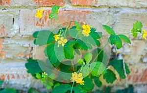 Yellow flower of celandine plant near brick wall. Medicinal herb with bactericidal and fungicidal action