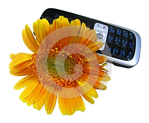 Yellow flower and cell phone (clippining path)