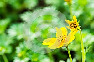 Yellow flower in chiangmai province thailand.