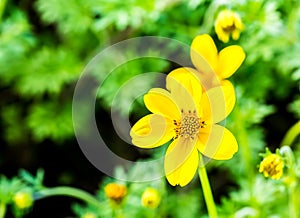 Yellow flower in chiangmai province thailand.