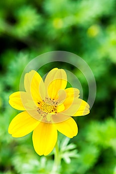 Yellow flower in chiangmai province thailand.