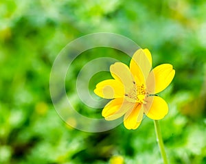 Yellow flower in chiangmai province thailand.