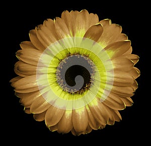 Yellow flower chrysanthemum, garden flower, black isolated background with clipping path. Closeup. no shadows. green centre.