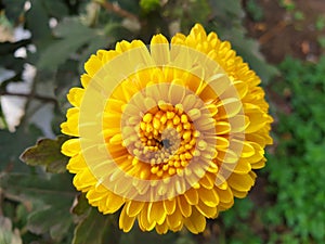 Yellow flower Chrysanthemum indicum