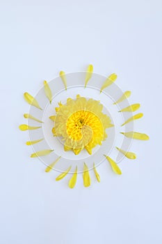 Yellow flower of chrysanthemum with petals on a white background