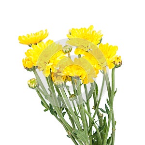 Yellow flower (Chrysanthemum yellow)