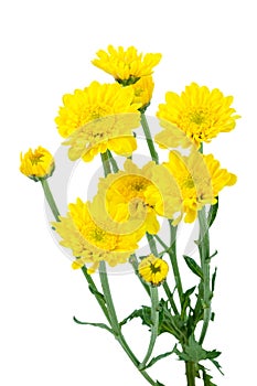 Yellow flower (Chrysanthemum yellow)