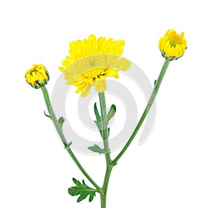 Yellow flower (Chrysanthemum yellow)