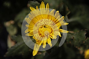Yellow flower of Chrysanthemums mums or chrysant