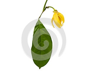 Yellow flower of Climbing Ylang-Ylang or \