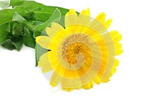 Yellow flower close-up