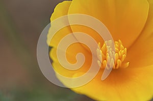 Yellow flower close up