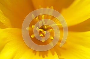 Yellow flower close up