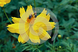 Yellow flower and Close up of Bee ., yellow blooming cosmos flower with Flying honeybee