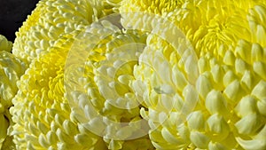 Yellow flower close up daisy background